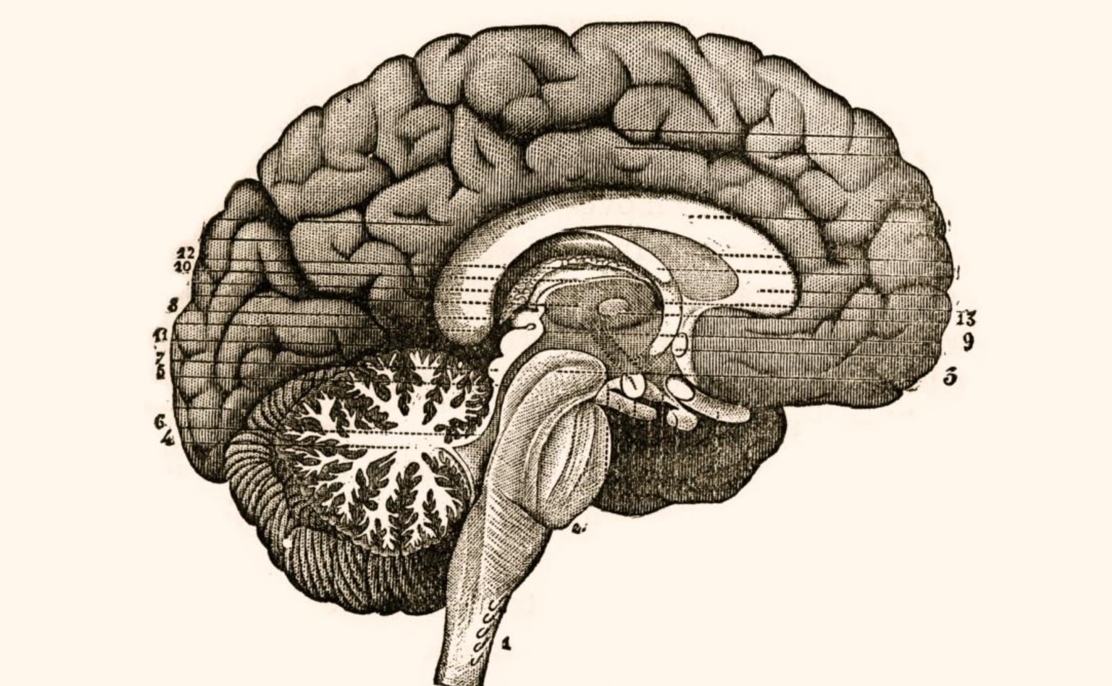  “A human being can remain perfectly functional after having an entire cerebral hemisphere removed. One patient completed college, attended graduate school and scored above average on intelligence tests, with literally only half a brain.”